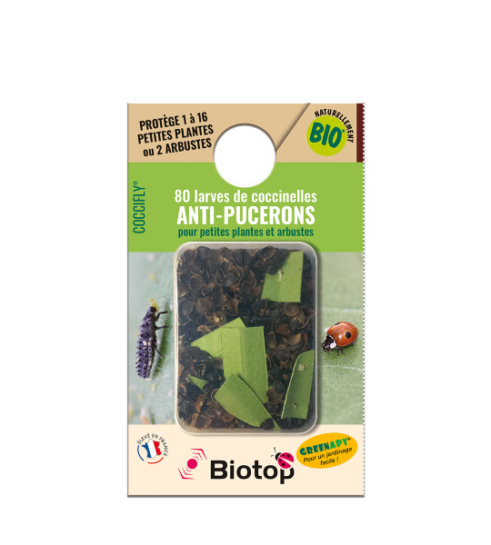 Boîte de lâcher Vivapack pour les larves de coccinelles anti pucerons pour petites plantes et arbustes
