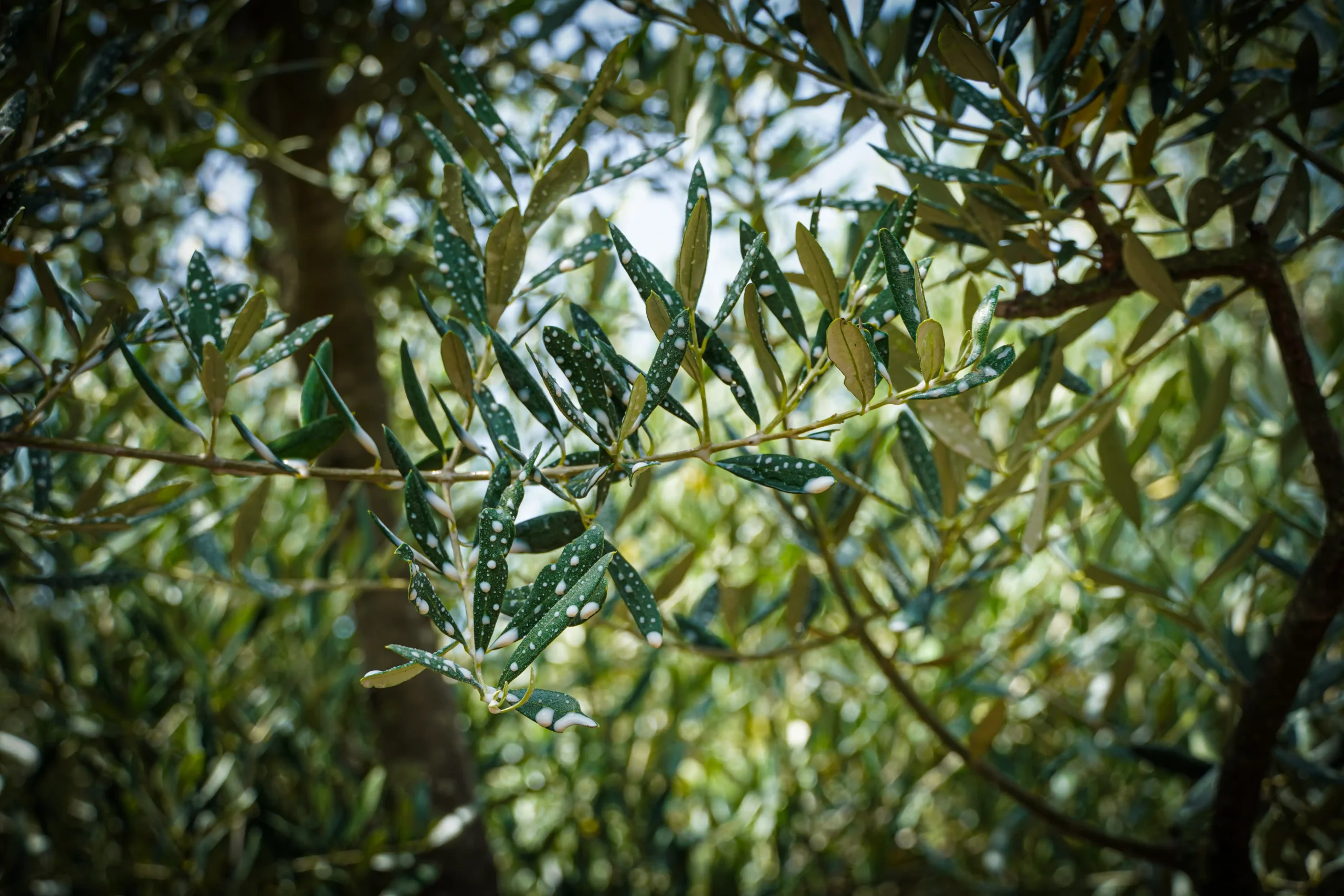 Argile blanche contre vers de la cerise et olive - 5 sachets hydrosolubles,  vente au meilleur prix