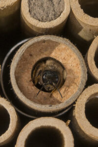 Osmie, abeille solitaire après éclosion - Copyright Pollinature GMBH