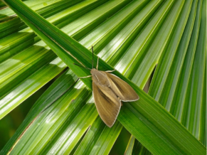 Le-papillon-du-palmier